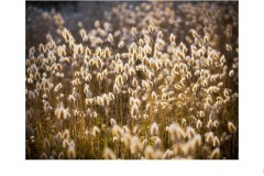 Field of light - Gary Richardson (Commended - Set Subj A Grade - 09 Jul 2020 PDI)