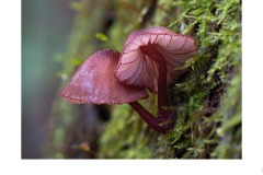 Fungi Study - Nicole Andrews (Commended - Set Subj A Grade - 09 Jul 2020 PDI)