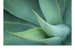 Green Perfection - Sally Paterson (Highly Commended - Set Subj A Grade - 09 Jul 2020 PDI)