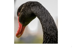 In the Lake - Luis De Pieri (Commended - Set Subj B Grade - 09 Jul 2020 PDI)