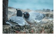 Love Ya Babe - Denise Lawry (Commended - Open B Grade - 09 Jul 2020 PDI)