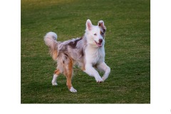 Ready to play - Graeme Diggle (Highly Commended - Open A Grade - 09 Jul 2020 PDI)