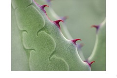 Walk in the Gardens - Prickly - Marg Huxtable (Commended - Set Subj A Grade - 09 Jul 2020 PDI)