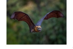 flying fox  - Kyffin Lewis (Commended - Open A Grade - 09 Jul 2020 PDI)