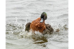 Chestnut-Teal-Lesley-Bretherton-Commended-Set-Subject-A-Grade-Print-09-Jun-2022