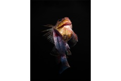 Floating-to-Oblivion-Marg-Huxtable-Commended-Open-A-Grade-Print-09-Jun-2022