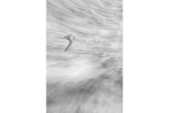 Sea-Bourne-Ralph-Domino-Highly-Commended-Set-Subject-A-Grade-Print-09-Jun-2022