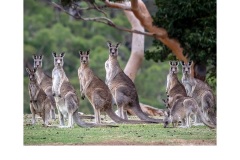 Did someone say Icecream? - Kyffin Lewis (Commended - Open B Grade - Apr 2019 PDI)