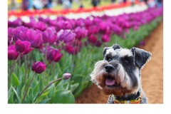 Flower Schnauzer - Kitty Chan (Commended - Open B Grade - Apr 2019 PDI)