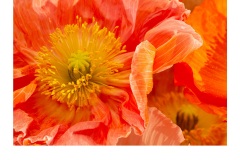 Orange Poppies - Bruno Kortenhorst (Best - Open B Grade - Apr 2019 PDI)