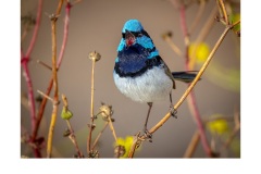 Singing Wren - Kyffin Lewis (Highly Commended - Open B Grade - Apr 2019 PDI)