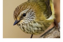 Striated Thornbill - Ruth Woodrow (Commended - Open B Grade - Apr 2019 PDI)