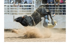 Biting the dust  - Charles Wyatt (Commended - Open B Grade - Apr 2019 PDI)