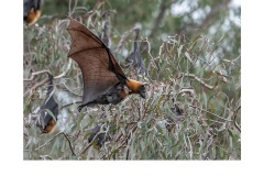 Hanging On - Jerzy Alexander Lau (Commended - Open A Grade - Apr 2019 PDI)