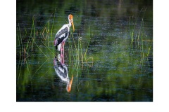 Painted Stork - Lesley Bretherton (Commended - Open A Grade - Apr 2019 PDI)