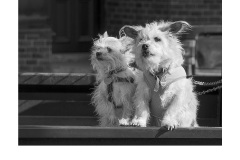 Anticipation - Nicole Andrews (Commended - Open A Grade - Apr 2019 PDI)