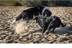 Two Dogs - Robert Fairweather (Commended - Open A Grade - Apr 2019 PDI)