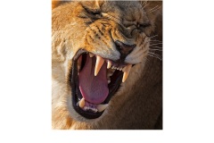 Open Wide - Peter Walton (Commended - Open A Grade - Apr 2019 PDI)