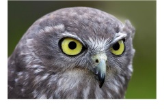 Yellow Peepers - Jane Barnes (Commended - Set Subject - Macro/Close Up - Apr 2019 PDI)