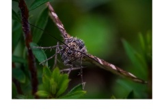 Angry Butterfly - Susan Rocco (Commended - Set Subject - Macro/Close Up - Apr 2019 PDI)