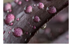 Purple Rain - Sally Paterson (Commended - Set Subject - Macro/Close Up - Apr 2019 PDI)