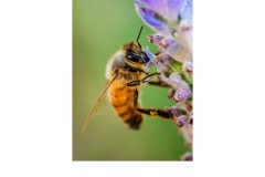 To Bee or Not to Bee - Daryl Groves (Commended - Set Subject - Macro/Close Up - Apr 2019 PDI)