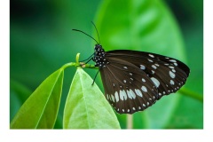 Common Crow Butterfly - Nicole Andrews (Highly Commended - Set Subject - Macro/Close Up - Apr 2019 PDI)