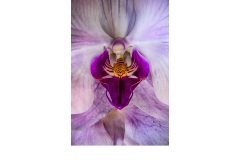 Orchid - Peter Black (Commended - Set Subject - Macro/Close Up - Apr 2019 PDI)