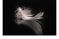 Australian Wood Duck - Ruth Woodrow (Commended - Set Subject - Macro/Close Up - Apr 2019 PDI)