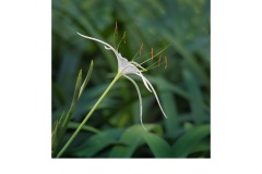 Lily - Anne Seddon (Commended - Set Subject - Macro/Close Up - Apr 2019 PDI)