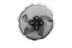 Jelly Belly - Marg Huxtable (Commended - Set Subject - Macro/Close Up - Apr 2019 PDI)