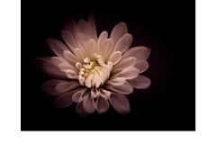 Chrysanthemum - Lesley Bretherton (Commended - Set Subject - Macro/Close Up - Apr 2019 PDI)