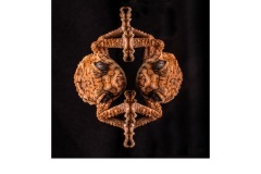 Symmetrical Critter  - Susan Brunialti (Best - Set Subject - Macro/Close Up - Apr 2019 PDI)