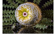 Banksia - Paul Dodd (Highly Commended - Set Subject - Macro/Close Up - Apr 2019 PDI)