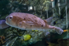 Aquarium Outing (David Davidson ©)