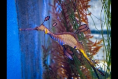 Aquarium Outing (Norman Blaikie ©)