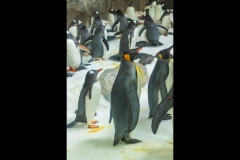 Aquarium Outing (Alan Scott ©)