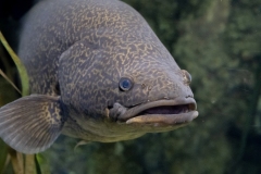 Aquarium Outing (Tuck Leong ©)