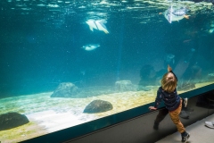 Aquarium Outing (Lisa Xu ©)