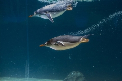 Aquarium Outing (Tuck Leong ©)