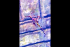 Aquarium Outing (Alan Scott ©)