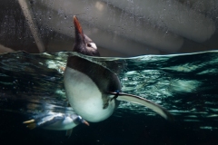 Aquarium Outing (Lisa Xu ©)