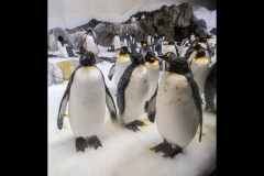 Aquarium Outing (Norman Blaikie ©)