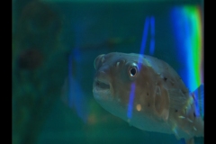 Aquarium Outing (Paul Palcsek ©)