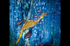 Aquarium Outing (Norman Blaikie ©)