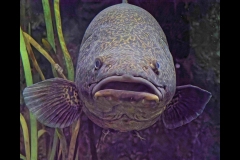 Aquarium Outing (Jim O'Donnell ©)