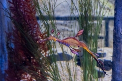 Aquarium Outing (Tuck Leong ©)