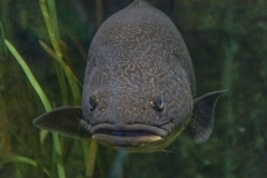 Aquarium Outing (David Davidson ©)