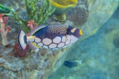 Aquarium Outing (Tuck Leong ©)