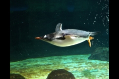 Aquarium Outing (Bob Clothier ©)